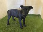 Adopt a Black Labrador Retriever / Mixed dog in Winter Haven, FL (34756139)