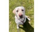 Adopt Poppy a Tan/Yellow/Fawn Labrador Retriever / Mixed dog in Burton