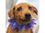 Adopt Top Thrill Dragster a Tan/Yellow/Fawn Mixed Breed (Large) / Mixed dog in