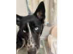 Adopt Storm a Black - with White Husky / Border Collie / Mixed dog in Katy