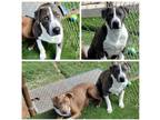 Adopt Doc a Gray/Silver/Salt & Pepper - with White Pit Bull Terrier / Mixed dog