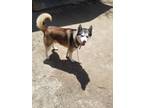 Adopt smokey a Husky / Mixed dog in Carrollton, KY (34756003)