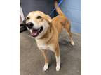 Adopt Basil-NOT AVAILABLE UNTIL 05/30 a Red/Golden/Orange/Chestnut Collie /