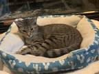 Adopt LG a Tiger Striped American Shorthair (short coat) cat in Evart