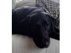 Adopt Ziggy a Black Labrador Retriever / Labrador Retriever / Mixed dog in