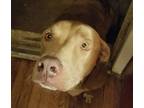 Adopt Jasper a Red/Golden/Orange/Chestnut - with White American Pit Bull Terrier