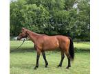 Adopt Harby a Buckskin Thoroughbred / Standardbred / Mixed horse in McKinney