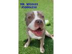 Adopt Mr. Wiggles a Gray/Blue/Silver/Salt & Pepper American Pit Bull Terrier /
