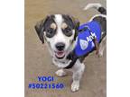 Adopt Yogi - Stray a White Mixed Breed (Small) / Mixed dog in Wilkes Barre