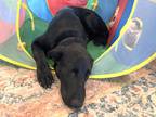 Adopt Camper a Black German Shepherd Dog / Labrador Retriever / Mixed dog in