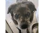 Adopt Ramsey a Black - with White Labrador Retriever / Mixed dog in Alhambra