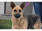 Adopt Alani a Black German Shepherd Dog / Mixed dog in Gainesville