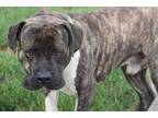 Adopt Buddha HW+ a Brindle American Pit Bull Terrier / Mixed dog in Gainesville