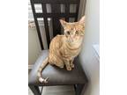 Adopt Ramen a Orange or Red Domestic Shorthair / Mixed (short coat) cat in