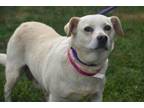 Adopt Pip HW+ a White Labrador Retriever / Mixed dog in Gainesville