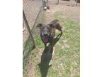 Adopt 50213193 a Black Labrador Retriever / Mixed dog in Gainesville