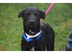 Adopt William a Black Labrador Retriever / Mixed dog in Gainesville