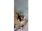 Adopt Mileena a Black Rottweiler / Mixed dog in Raeford, NC (34755709)