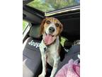 Adopt Fischer a Tricolor (Tan/Brown & Black & White) Beagle / Mixed dog in