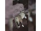 Adopt Cream Puff a Cream or Ivory Siamese / Mixed (medium coat) cat in Columbus
