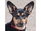 Adopt Puddin a Black - with Tan, Yellow or Fawn German Shepherd Dog / Corgi /