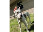 Adopt DA 43 Jupiter a Pit Bull Terrier / Mixed dog in Glen Allen, VA (34755389)