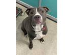Adopt 50255405 a Gray/Blue/Silver/Salt & Pepper American Pit Bull Terrier /