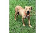 Adopt Mesa a Tan/Yellow/Fawn Mixed Breed (Medium) / Mixed dog in Moultrie