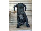 Adopt Sam a Black Retriever (Unknown Type) / Mixed dog in Moultrie