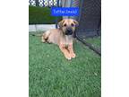 Adopt Toffee a Tan/Yellow/Fawn - with Black Cattle Dog / Mixed dog in Hanover