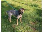 Adopt Shelby a Gray/Blue/Silver/Salt & Pepper Hound (Unknown Type) / Mixed dog