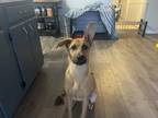 Adopt Maxus a Brown/Chocolate German Shepherd Dog / Mixed dog in Virginia Beach