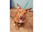 Adopt 50222343 a Tan/Yellow/Fawn American Pit Bull Terrier / Mixed dog in San
