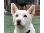 Adopt Happy a Jindo / Mixed dog in San Ramon, CA (34755315)