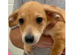 Adopt CHAMP a Red/Golden/Orange/Chestnut Dachshund / Mixed dog in Elizabethton