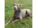 Adopt Moose-Foster a Gray/Blue/Silver/Salt & Pepper Weimaraner / Mixed dog in