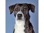 Adopt Gracie a Brindle - with White German Shorthaired Pointer / Mixed dog in