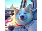 Adopt Zara a Siberian Husky / Mixed dog in Crystal Lake, IL (34755324)
