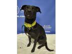 Adopt GLENDA a Black - with White Labrador Retriever / Mixed dog in Akron