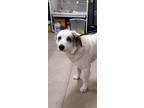 Adopt Isla a Great Pyrenees / Mixed dog in Warsaw, IN (34754974)