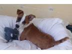 Adopt Pongo a Jack Russell Terrier / Mixed Breed (Medium) / Mixed dog in Fort