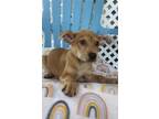 Adopt Grandpa a Terrier (Unknown Type, Small) / Mixed Breed (Medium) / Mixed dog
