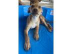 Adopt Millhouse a Terrier (Unknown Type, Small) / Mixed Breed (Medium) / Mixed