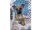 Adopt Fat Tony a Terrier (Unknown Type, Small) / Mixed Breed (Medium) / Mixed