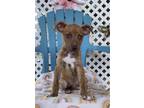 Adopt Krusty a Terrier (Unknown Type, Small) / Mixed Breed (Medium) / Mixed dog
