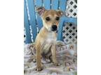 Adopt Bart a Terrier (Unknown Type, Small) / Mixed Breed (Medium) / Mixed dog in