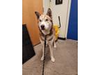 Adopt Balto a Husky / Mixed dog in Ocala, FL (34755167)