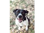 Adopt Bubby a Border Collie / Mixed dog in Rossville, TN (34755146)