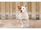 Adopt Taurus a Basset Hound / American Pit Bull Terrier / Mixed dog in