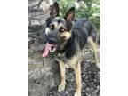 Adopt Charlie a German Shepherd Dog / Mixed dog in San Diego, CA (34755006)